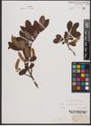 Foto von Salix appendiculata Vill.